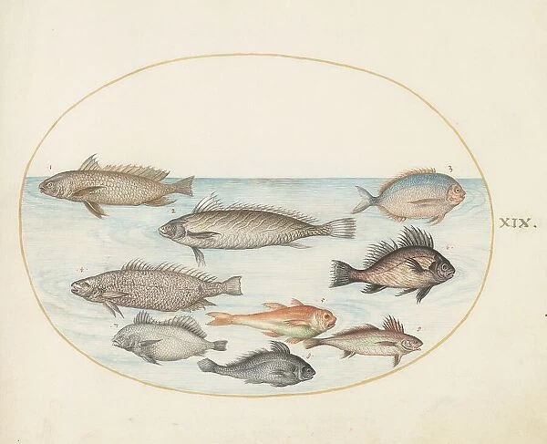 Animalia Aqvatilia et Cochiliata (Aqva): Plate XIX, c. 1575 / 1580. Creator: Joris Hoefnagel