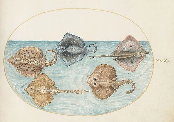 Animalia Aqvatilia et Cochiliata (Aqva): Plate XXIX, c. 1575 / 1580. Creator: Joris Hoefnagel