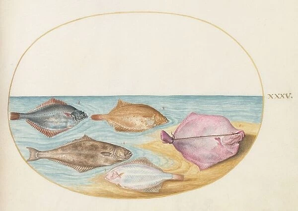 Animalia Aqvatilia et Cochiliata (Aqva): Plate XXXV, c. 1575 / 1580. Creator: Joris Hoefnagel