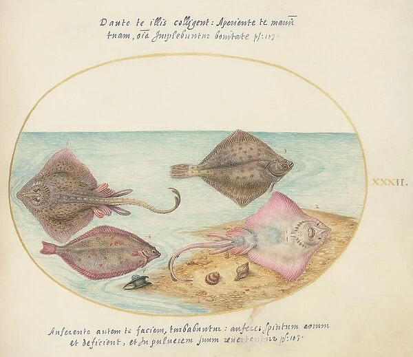 Animalia Aqvatilia et Cochiliata (Aqva): Plate XXXII, c. 1575 / 1580. Creator: Joris Hoefnagel