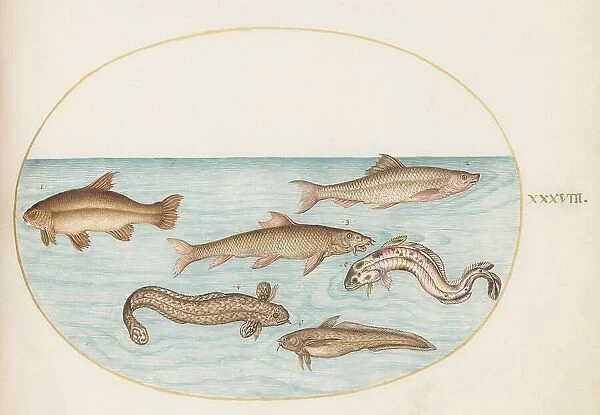 Animalia Aqvatilia et Cochiliata (Aqva): Plate XXXVIII, c. 1575 / 1580. Creator: Joris Hoefnagel