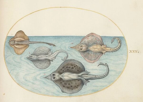 Animalia Aqvatilia et Cochiliata (Aqva): Plate XXX, c. 1575 / 1580. Creator: Joris Hoefnagel