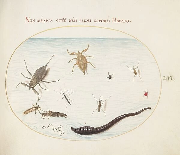 Animalia Aqvatilia et Cochiliata (Aqva): Plate LVI, c. 1575 / 1580. Creator: Joris Hoefnagel