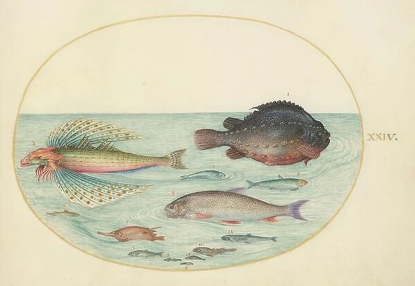 Animalia Aqvatilia et Cochiliata (Aqva): Plate XXIV, c. 1575 / 1580. Creator: Joris Hoefnagel