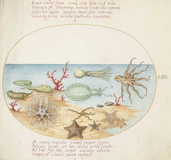 Animalia Aqvatilia et Cochiliata (Aqva): Plate LIII, c. 1575 / 1580. Creator: Joris Hoefnagel