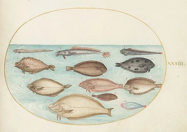 Animalia Aqvatilia et Cochiliata (Aqva): Plate XXXIII, c. 1575 / 1580. Creator: Joris Hoefnagel