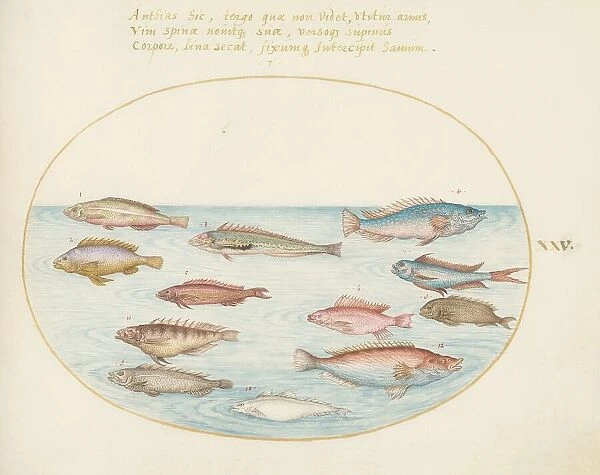 Animalia Aqvatilia et Cochiliata (Aqva): Plate XXV, c. 1575 / 1580. Creator: Joris Hoefnagel
