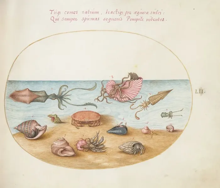 Framed Print : Animalia Aqvatilia et Cochiliata (Aqva): Plate LII, c. 1575 / 1580. Creator: Joris Hoefnagel Framed Print : Animalia Aqvatilia et Cochiliata (Aqva): Plate LII, c. 1575 / 1580. Creator: Joris Hoefnagel
