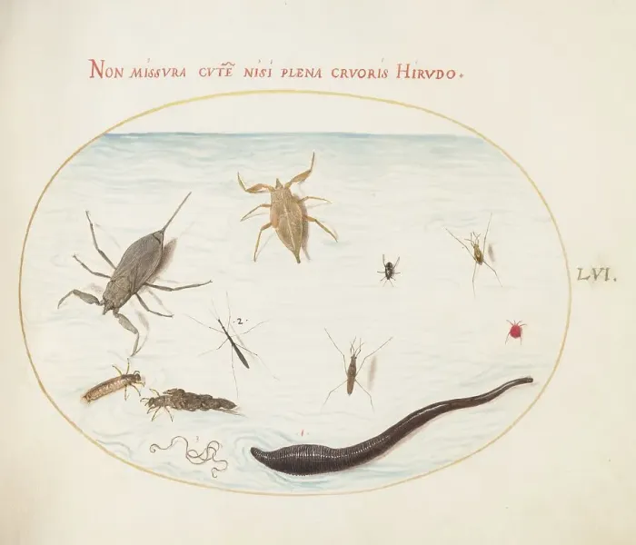 Framed Print : Animalia Aqvatilia et Cochiliata (Aqva): Plate LVI, c. 1575 / 1580. Creator: Joris Hoefnagel Framed Print : Animalia Aqvatilia et Cochiliata (Aqva): Plate LVI, c. 1575 / 1580. Creator: Joris Hoefnagel