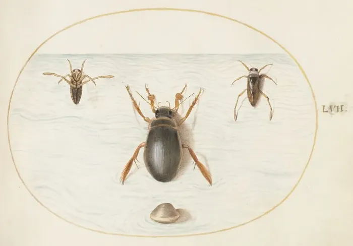 Framed Print : Animalia Aqvatilia et Cochiliata (Aqva): Plate LVII, c. 1575 / 1580. Creator: Joris Hoefnagel Framed Print : Animalia Aqvatilia et Cochiliata (Aqva): Plate LVII, c. 1575 / 1580. Creator: Joris Hoefnagel
