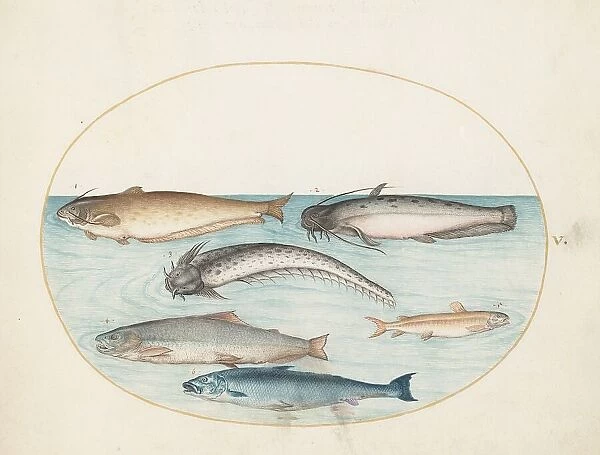 Animalia Aqvatilia et Cochiliata (Aqva): Plate V, c. 1575 / 1580. Creator: Joris Hoefnagel
