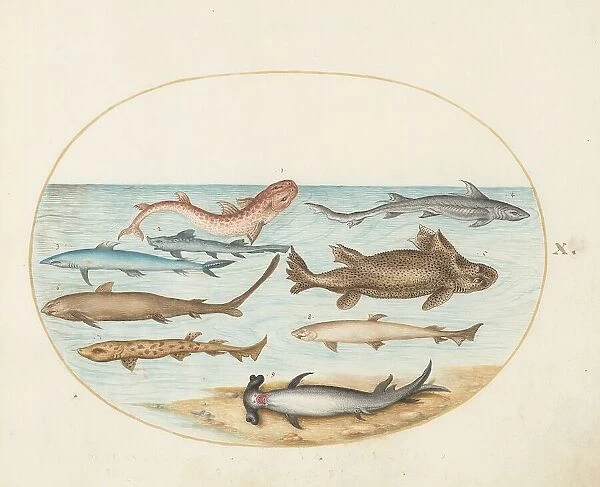Animalia Aqvatilia et Cochiliata (Aqva): Plate X, c. 1575 / 1580. Creator: Joris Hoefnagel