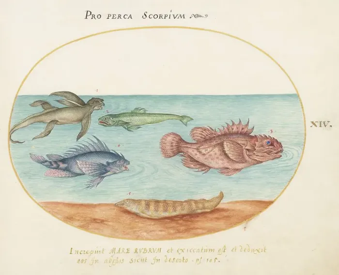 Framed Print : Animalia Aqvatilia et Cochiliata (Aqva): Plate XIV, c. 1575 / 1580. Creator: Joris Hoefnagel Framed Print : Animalia Aqvatilia et Cochiliata (Aqva): Plate XIV, c. 1575 / 1580. Creator: Joris Hoefnagel