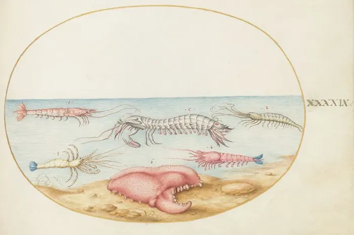 Framed Print : Animalia Aqvatilia et Cochiliata (Aqva): Plate XLIX, c. 1575 / 1580. Creator: Joris Hoefnagel Framed Print : Animalia Aqvatilia et Cochiliata (Aqva): Plate XLIX, c. 1575 / 1580. Creator: Joris Hoefnagel