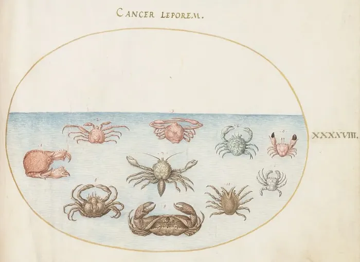 Framed Print : Animalia Aqvatilia et Cochiliata (Aqva): Plate XLVIII, c. 1575 / 1580. Creator: Joris Hoefnagel Framed Print : Animalia Aqvatilia et Cochiliata (Aqva): Plate XLVIII, c. 1575 / 1580. Creator: Joris Hoefnagel