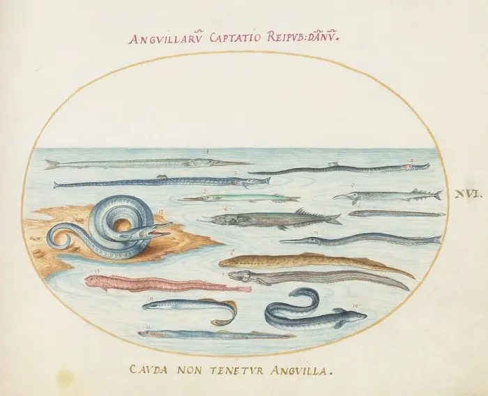 Framed Print : Animalia Aqvatilia et Cochiliata (Aqva): Plate XVI, c. 1575 / 1580. Creator: Joris Hoefnagel Framed Print : Animalia Aqvatilia et Cochiliata (Aqva): Plate XVI, c. 1575 / 1580. Creator: Joris Hoefnagel