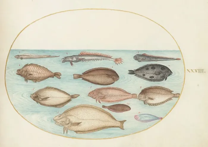 Framed Print : Animalia Aqvatilia et Cochiliata (Aqva): Plate XXXIII, c. 1575 / 1580. Creator: Joris Hoefnagel Framed Print : Animalia Aqvatilia et Cochiliata (Aqva): Plate XXXIII, c. 1575 / 1580. Creator: Joris Hoefnagel