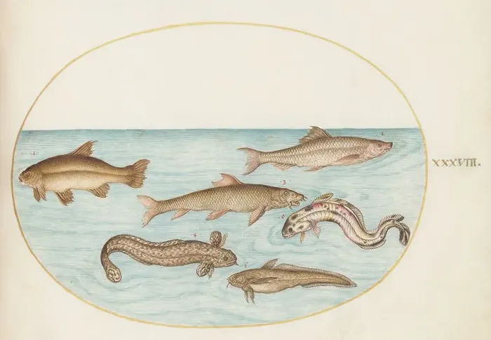 Framed Print : Animalia Aqvatilia et Cochiliata (Aqva): Plate XXXVIII, c. 1575 / 1580. Creator: Joris Hoefnagel