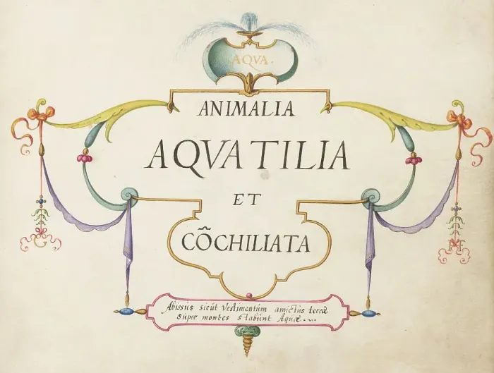 Framed Print : Animalia Aqvatilia et Cochiliata (Aqva): Title Page, c. 1575 / 1580. Creator: Joris Hoefnagel Framed Print : Animalia Aqvatilia et Cochiliata (Aqva): Title Page, c. 1575 / 1580. Creator: Joris Hoefnagel