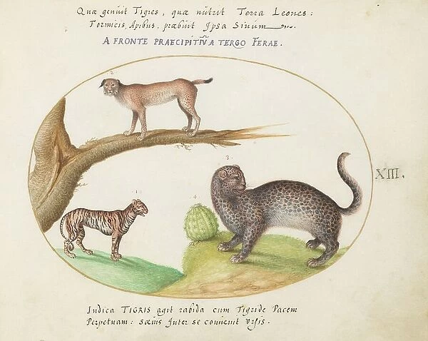 Animalia Qvadrvpedia et Reptilia (Terra): Plate XIII, c. 1575 / 1580. Creator: Joris Hoefnagel