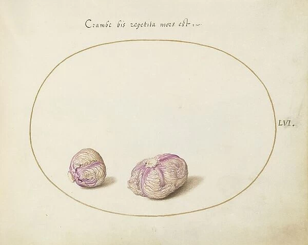 Animalia Qvadrvpedia et Reptilia (Terra): Plate LVI, c. 1575 / 1580. Creator: Joris Hoefnagel