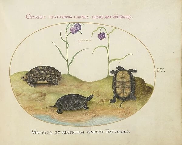 Animalia Qvadrvpedia et Reptilia (Terra): Plate LV, c. 1575 / 1580. Creator: Joris Hoefnagel