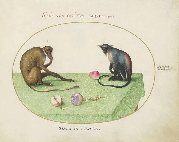 Animalia Qvadrvpedia et Reptilia (Terra): Plate XXXII, c. 1575 / 1580. Creator: Joris Hoefnagel