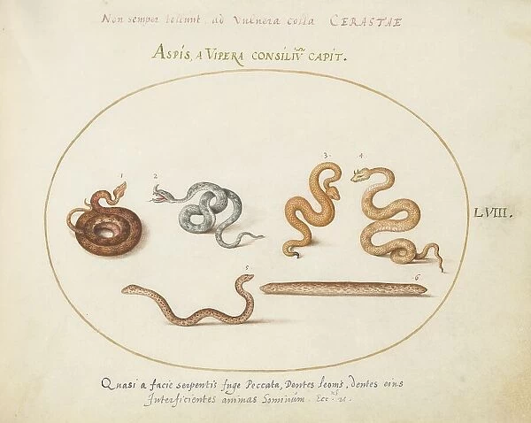 Animalia Qvadrvpedia et Reptilia (Terra): Plate LVIII, c. 1575 / 1580. Creator: Joris Hoefnagel
