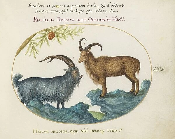 Animalia Qvadrvpedia et Reptilia (Terra): Plate XXIV, c. 1575 / 1580. Creator: Joris Hoefnagel
