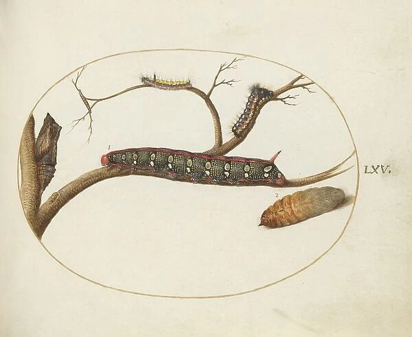 Animalia Qvadrvpedia et Reptilia (Terra): Plate LXV, c. 1575 / 1580. Creator: Joris Hoefnagel