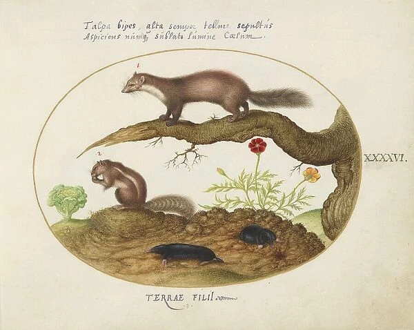 Animalia Qvadrvpedia et Reptilia (Terra): Plate XLVI, c. 1575 / 1580. Creator: Joris Hoefnagel