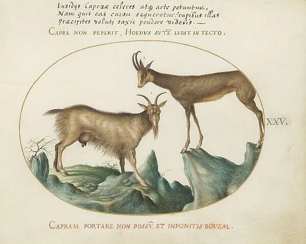 Animalia Qvadrvpedia et Reptilia (Terra): Plate XXV, c. 1575 / 1580. Creator: Joris Hoefnagel
