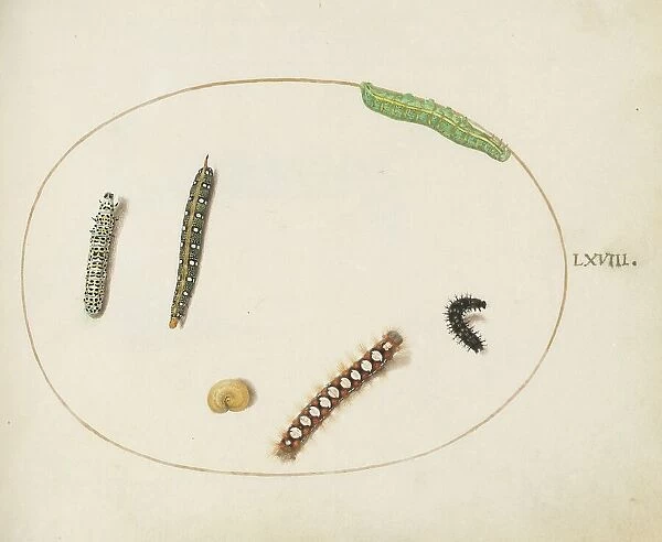 Animalia Qvadrvpedia et Reptilia (Terra): Plate LXVIII, c. 1575 / 1580. Creator: Joris Hoefnagel