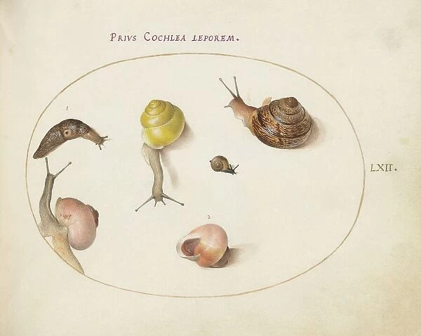 Animalia Qvadrvpedia et Reptilia (Terra): Plate LXII, c. 1575 / 1580. Creator: Joris Hoefnagel