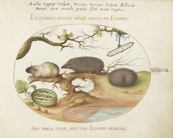 Animalia Qvadrvpedia et Reptilia (Terra): Plate XLVIII, c. 1575 / 1580. Creator: Joris Hoefnagel