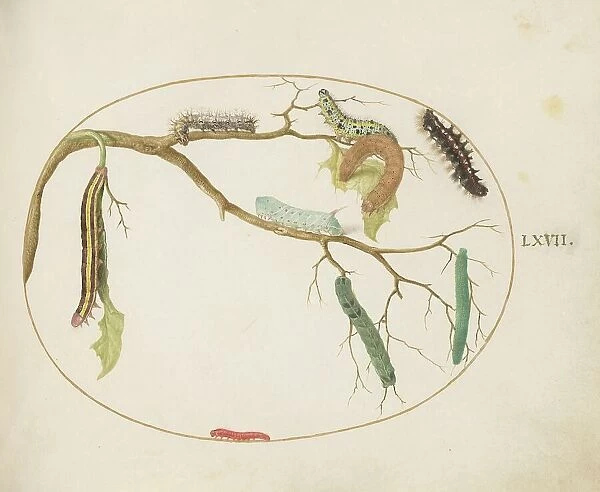 Animalia Qvadrvpedia et Reptilia (Terra): Plate LXVII, c. 1575 / 1580. Creator: Joris Hoefnagel
