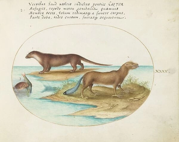 Animalia Qvadrvpedia et Reptilia (Terra): Plate XL, c. 1575 / 1580. Creator: Joris Hoefnagel