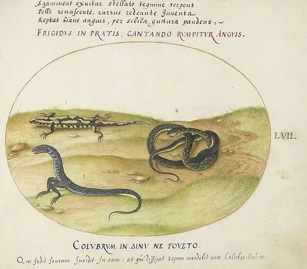 Animalia Qvadrvpedia et Reptilia (Terra): Plate LVII, c. 1575 / 1580. Creator: Joris Hoefnagel