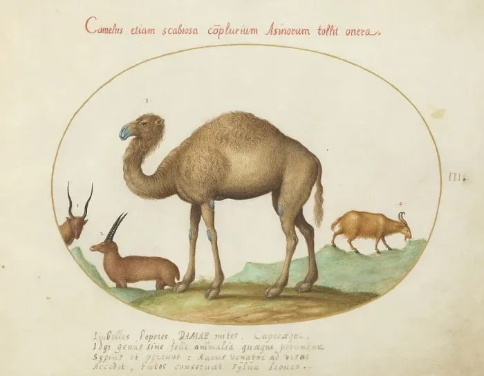 Framed Print : Animalia Qvadrvpedia et Reptilia (Terra): Plate III, c. 1575 / 1580. Creator: Joris Hoefnagel Framed Print : Animalia Qvadrvpedia et Reptilia (Terra): Plate III, c. 1575 / 1580. Creator: Joris Hoefnagel