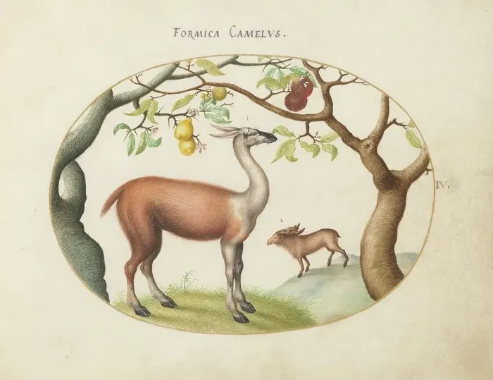 Framed Print : Animalia Qvadrvpedia et Reptilia (Terra): Plate IV, c. 1575 / 1580. Creator: Joris Hoefnagel Framed Print : Animalia Qvadrvpedia et Reptilia (Terra): Plate IV, c. 1575 / 1580. Creator: Joris Hoefnagel