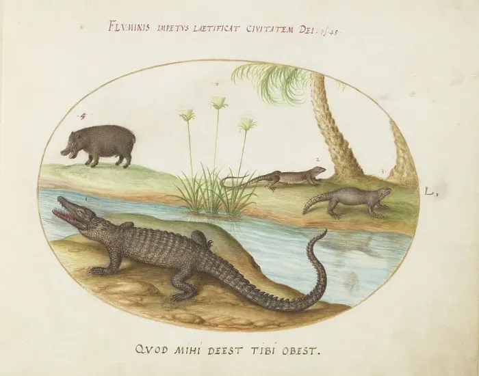Framed Print : Animalia Qvadrvpedia et Reptilia (Terra): Plate L, c. 1575 / 1580. Creator: Joris Hoefnagel Framed Print : Animalia Qvadrvpedia et Reptilia (Terra): Plate L, c. 1575 / 1580. Creator: Joris Hoefnagel