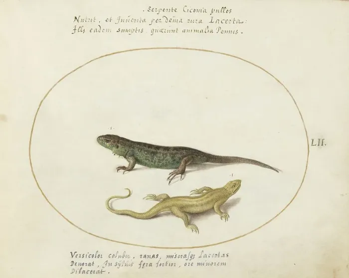 Framed Print : Animalia Qvadrvpedia et Reptilia (Terra): Plate LII, c. 1575 / 1580. Creator: Joris Hoefnagel Framed Print : Animalia Qvadrvpedia et Reptilia (Terra): Plate LII, c. 1575 / 1580. Creator: Joris Hoefnagel