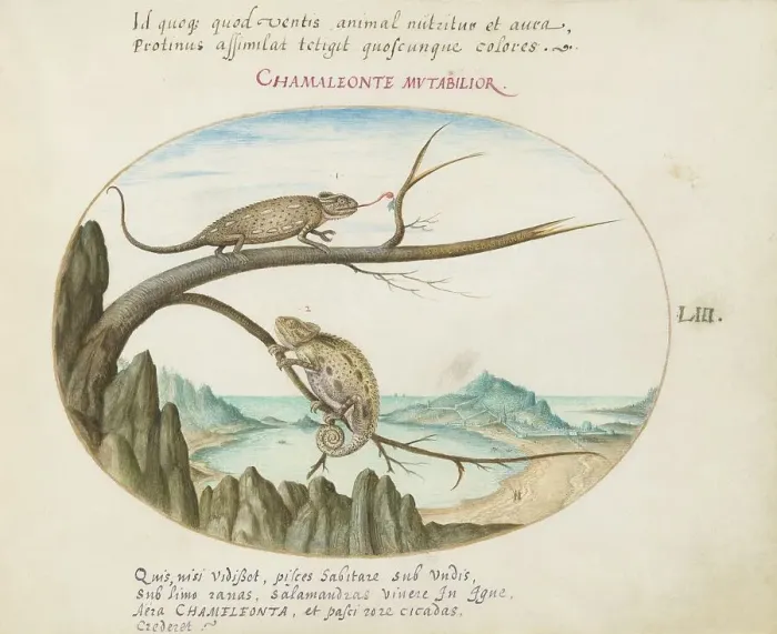 Framed Print : Animalia Qvadrvpedia et Reptilia (Terra): Plate LIII, c. 1575 / 1580. Creator: Joris Hoefnagel Framed Print : Animalia Qvadrvpedia et Reptilia (Terra): Plate LIII, c. 1575 / 1580. Creator: Joris Hoefnagel