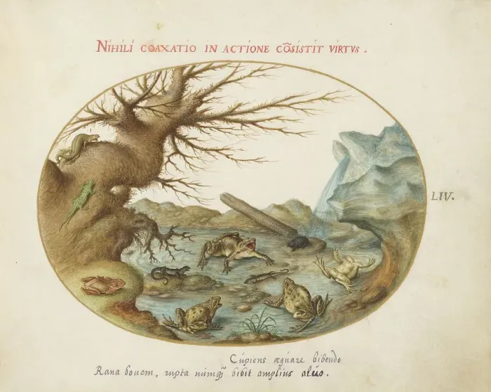 Framed Print : Animalia Qvadrvpedia et Reptilia (Terra): Plate LIV, c. 1575 / 1580. Creator: Joris Hoefnagel Framed Print : Animalia Qvadrvpedia et Reptilia (Terra): Plate LIV, c. 1575 / 1580. Creator: Joris Hoefnagel