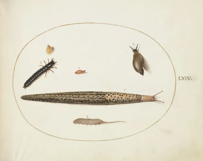 Framed Print : Animalia Qvadrvpedia et Reptilia (Terra): Plate LXIV, c. 1575 / 1580. Creator: Joris Hoefnagel Framed Print : Animalia Qvadrvpedia et Reptilia (Terra): Plate LXIV, c. 1575 / 1580. Creator: Joris Hoefnagel