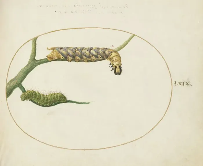 Framed Print : Animalia Qvadrvpedia et Reptilia (Terra): Plate LXIX, c. 1575 / 1580. Creator: Joris Hoefnagel Framed Print : Animalia Qvadrvpedia et Reptilia (Terra): Plate LXIX, c. 1575 / 1580. Creator: Joris Hoefnagel