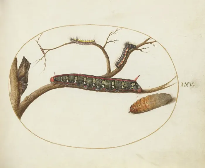 Framed Print : Animalia Qvadrvpedia et Reptilia (Terra): Plate LXV, c. 1575 / 1580. Creator: Joris Hoefnagel Framed Print : Animalia Qvadrvpedia et Reptilia (Terra): Plate LXV, c. 1575 / 1580. Creator: Joris Hoefnagel