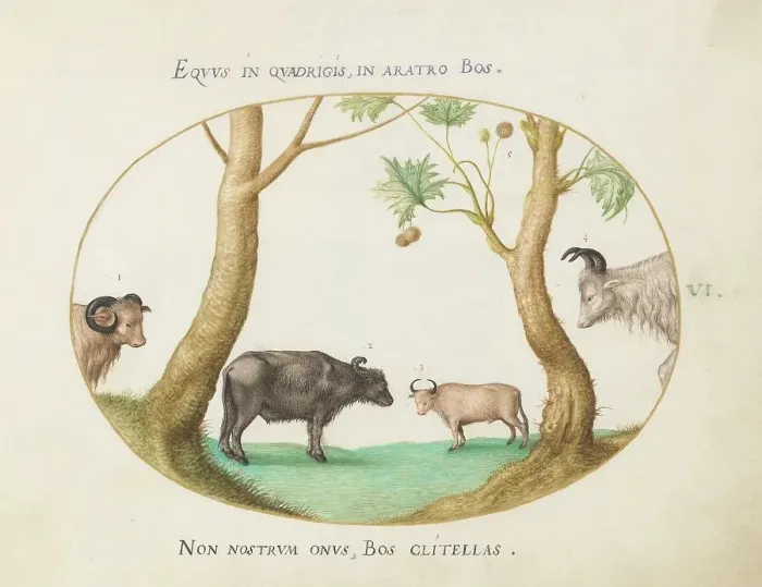Framed Print : Animalia Qvadrvpedia et Reptilia (Terra): Plate VI, c. 1575 / 1580. Creator: Joris Hoefnagel Framed Print : Animalia Qvadrvpedia et Reptilia (Terra): Plate VI, c. 1575 / 1580. Creator: Joris Hoefnagel