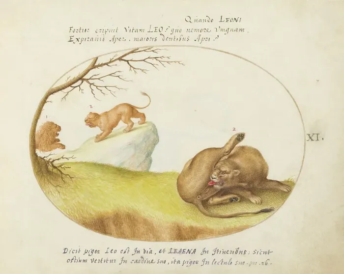 Framed Print : Animalia Qvadrvpedia et Reptilia (Terra): Plate XI, c. 1575 / 1580. Creator: Joris Hoefnagel Framed Print : Animalia Qvadrvpedia et Reptilia (Terra): Plate XI, c. 1575 / 1580. Creator: Joris Hoefnagel