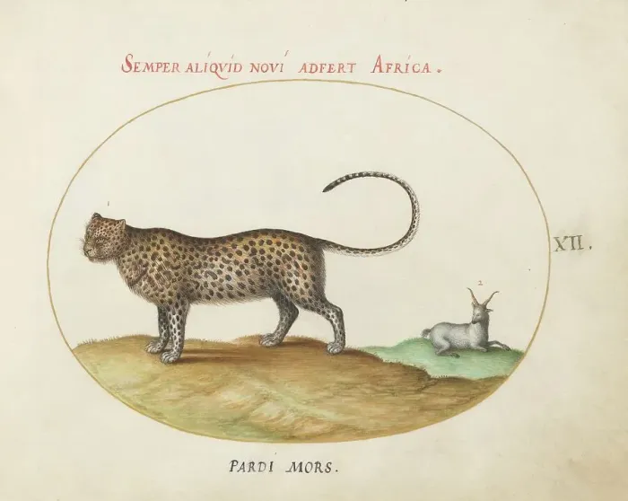 Framed Print : Animalia Qvadrvpedia et Reptilia (Terra): Plate XII, c. 1575 / 1580. Creator: Joris Hoefnagel Framed Print : Animalia Qvadrvpedia et Reptilia (Terra): Plate XII, c. 1575 / 1580. Creator: Joris Hoefnagel